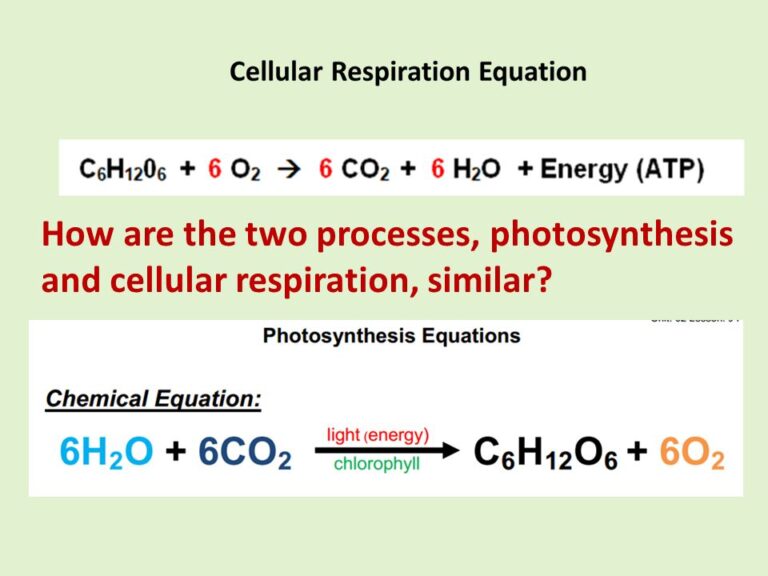 What is the chemical equation for cellular respiration